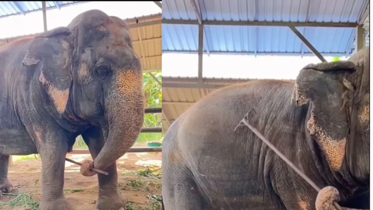 elephant funny video on social media