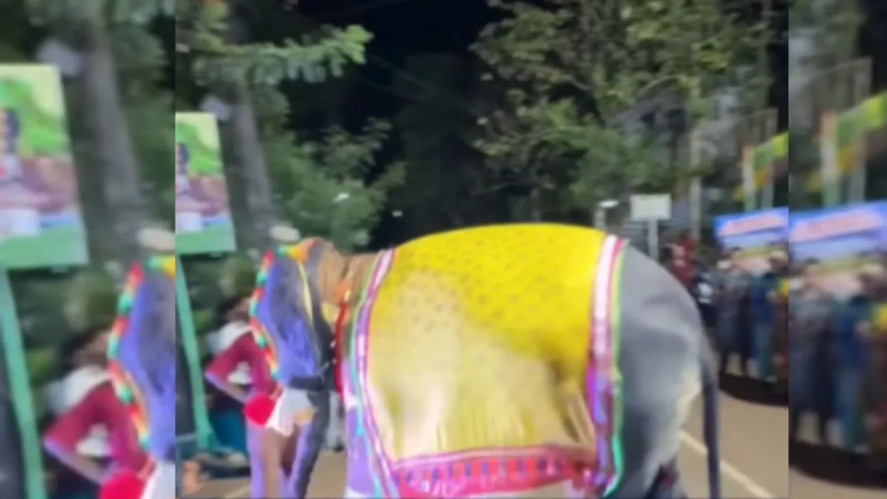 elephant viral video