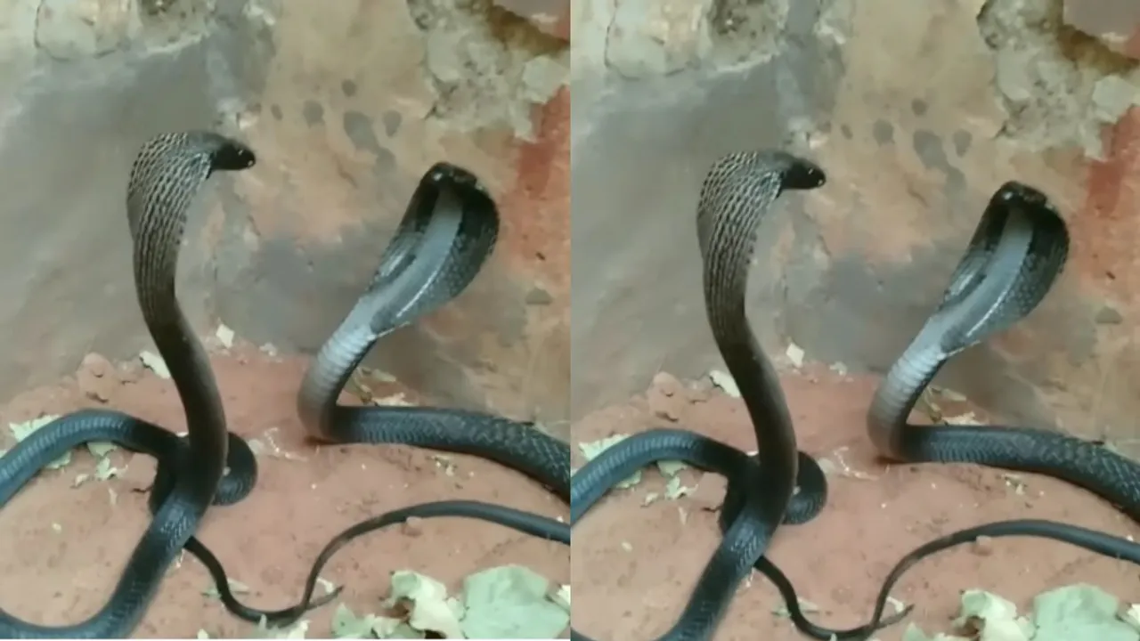 viral cobra attack 