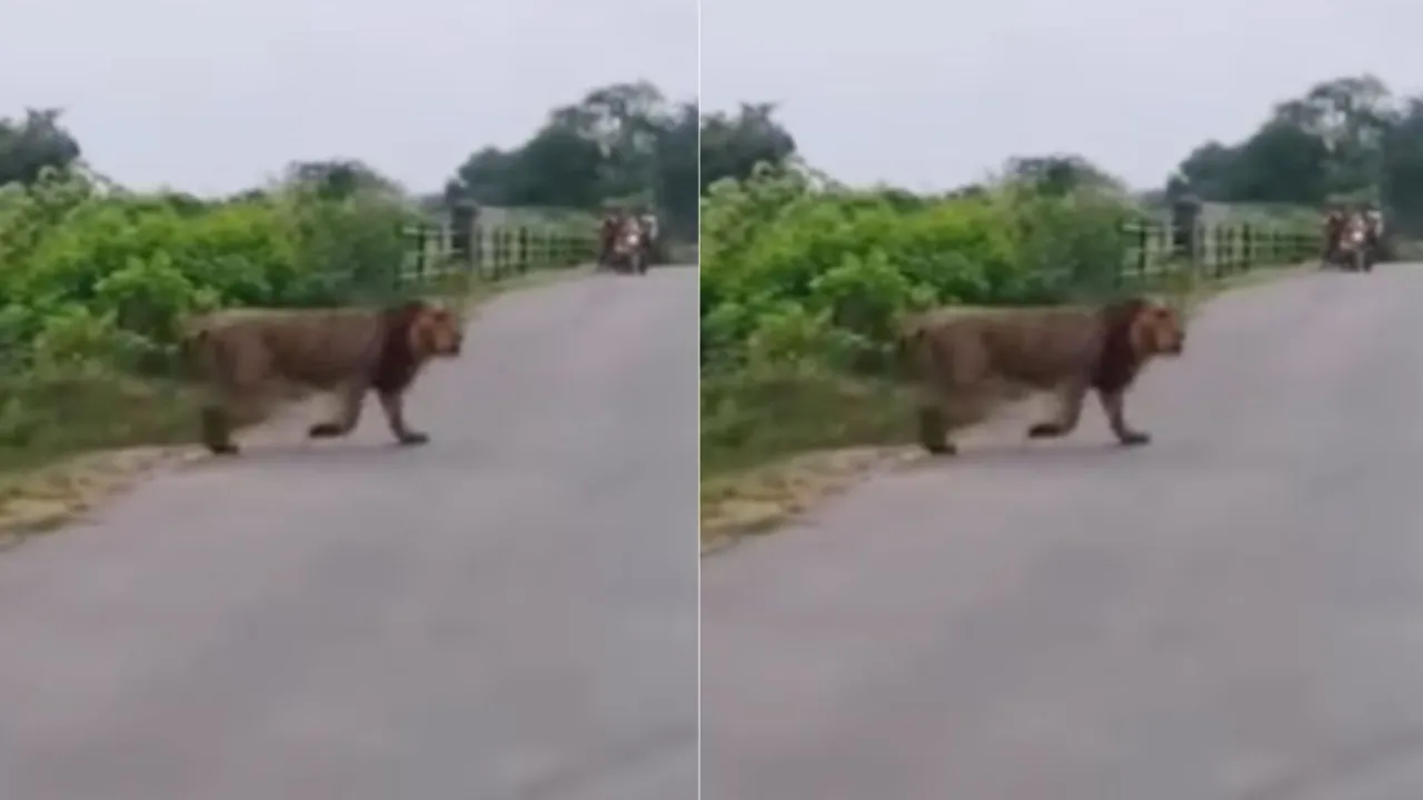 viral lion video