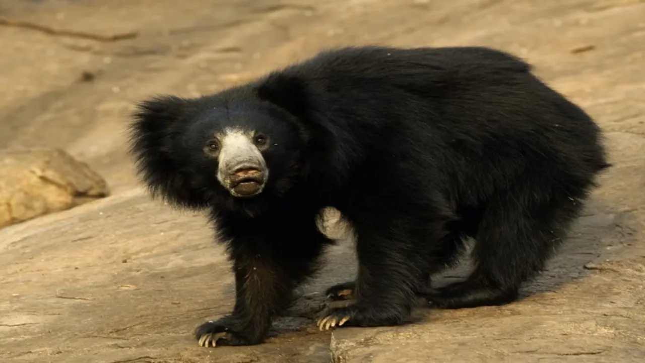 bear attack