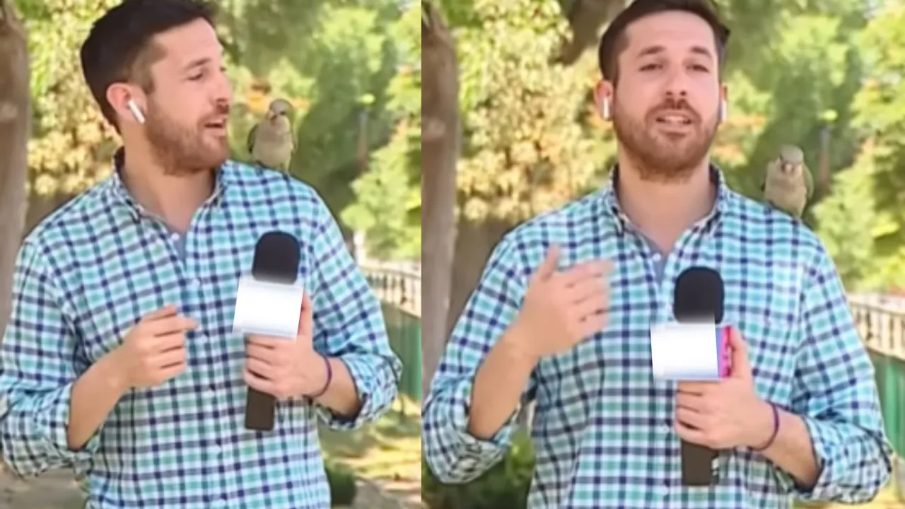 reporter while reporting viral video
