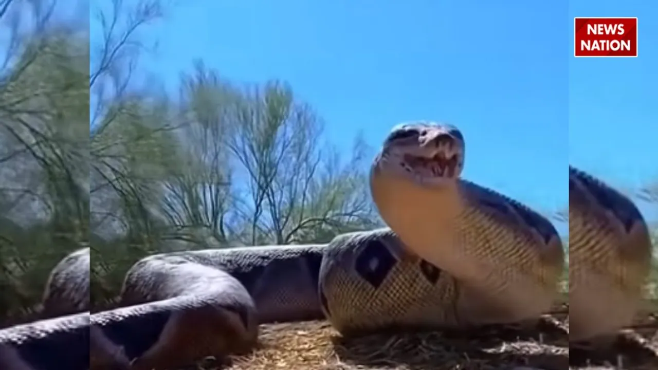 Titanoboa VIRAL VIDEO