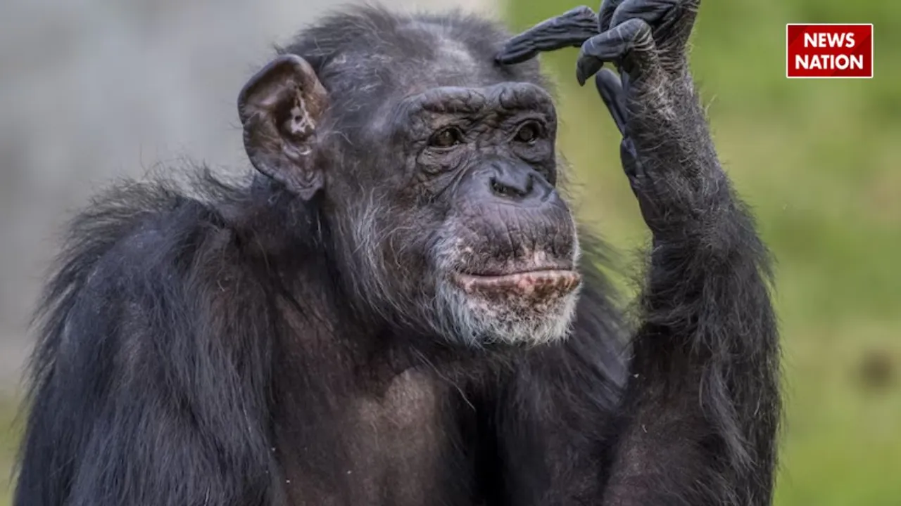 chimpanzees