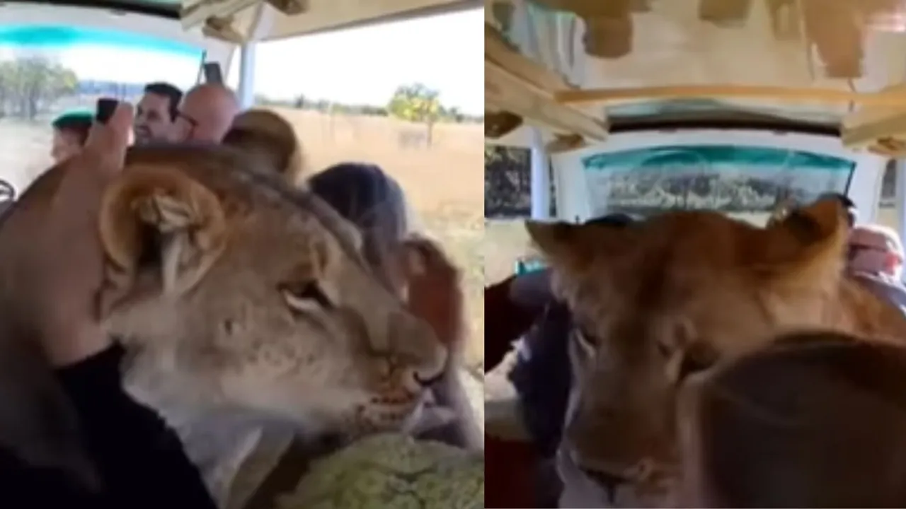 lion sat in the lap of the tourists