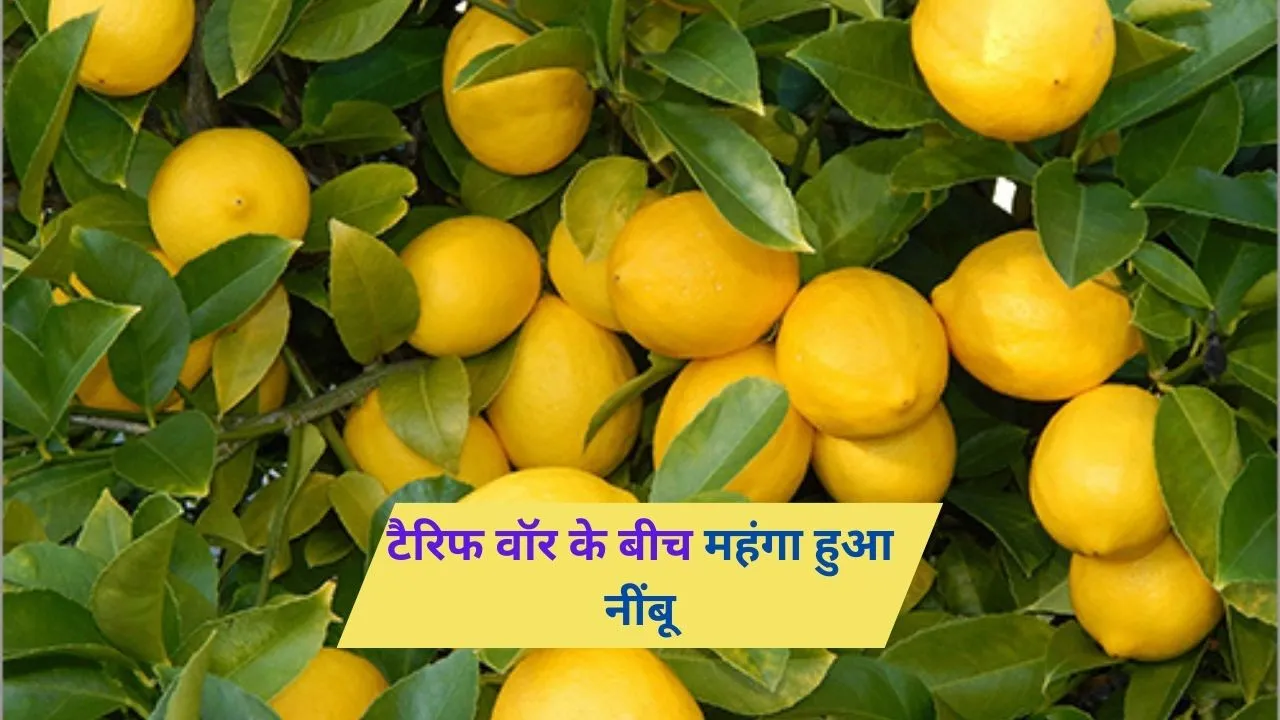Lemon Price Increased