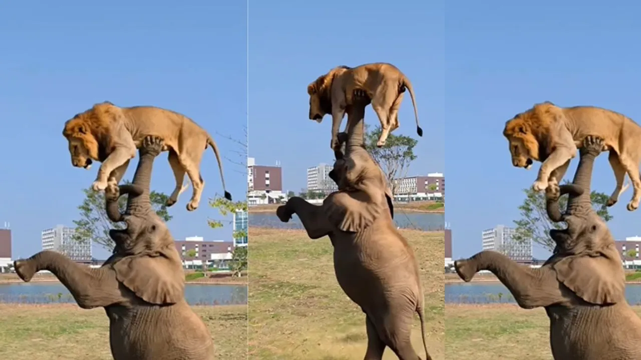 lion viral videos