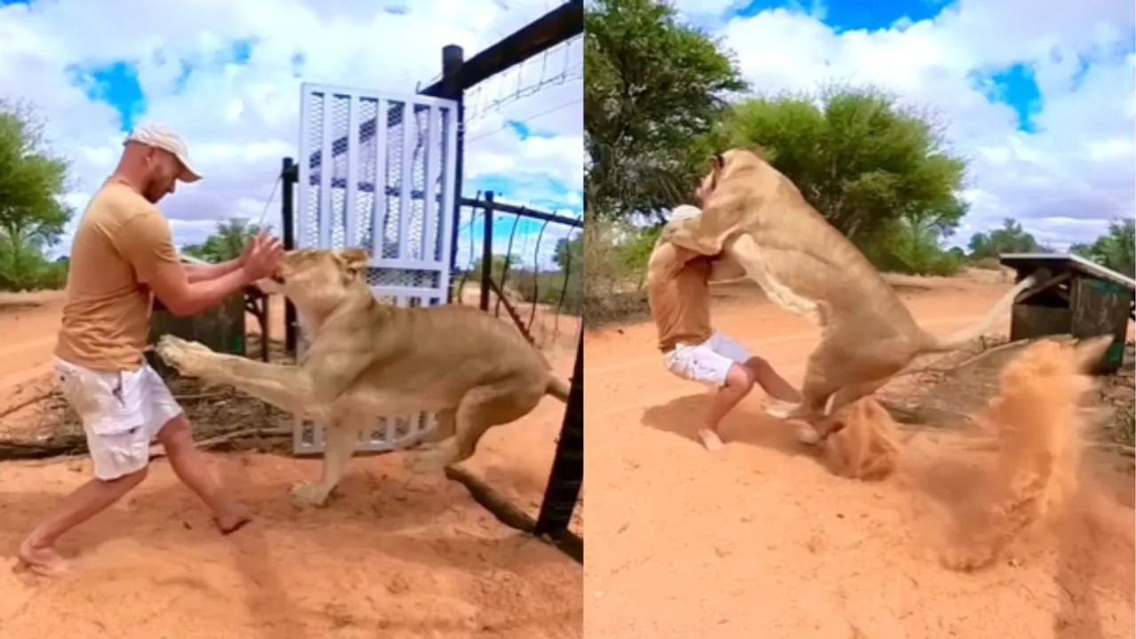 Viral lion attack love
