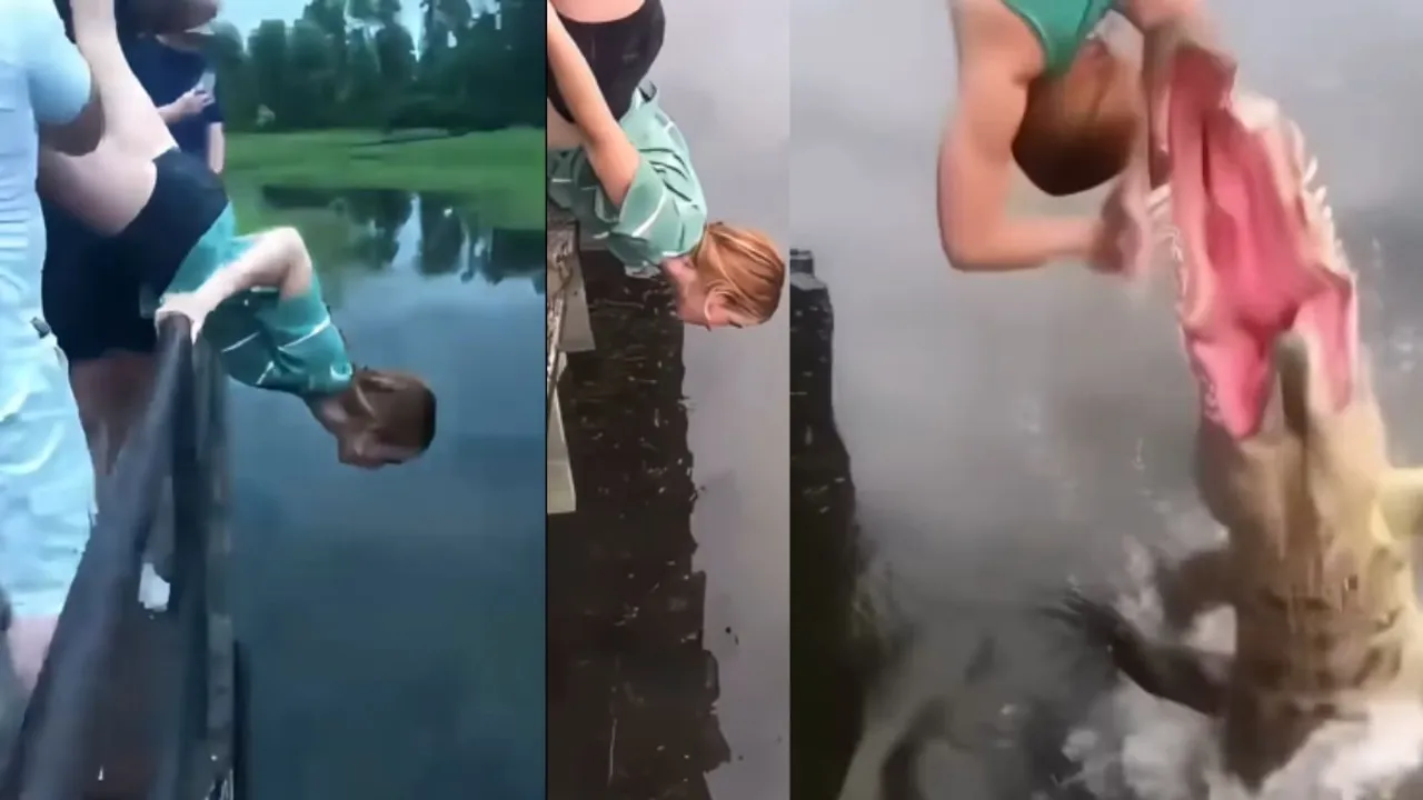 viral crocodile attack
