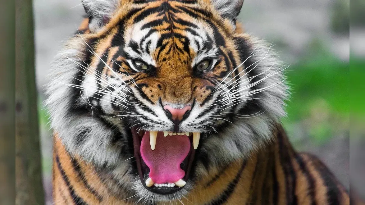 tiger attack sawai madhopur