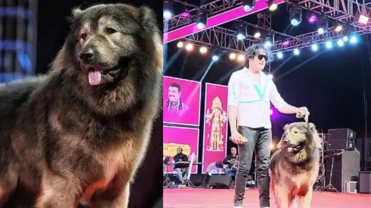 50 crore Wolf Dog revealed in ED investigation