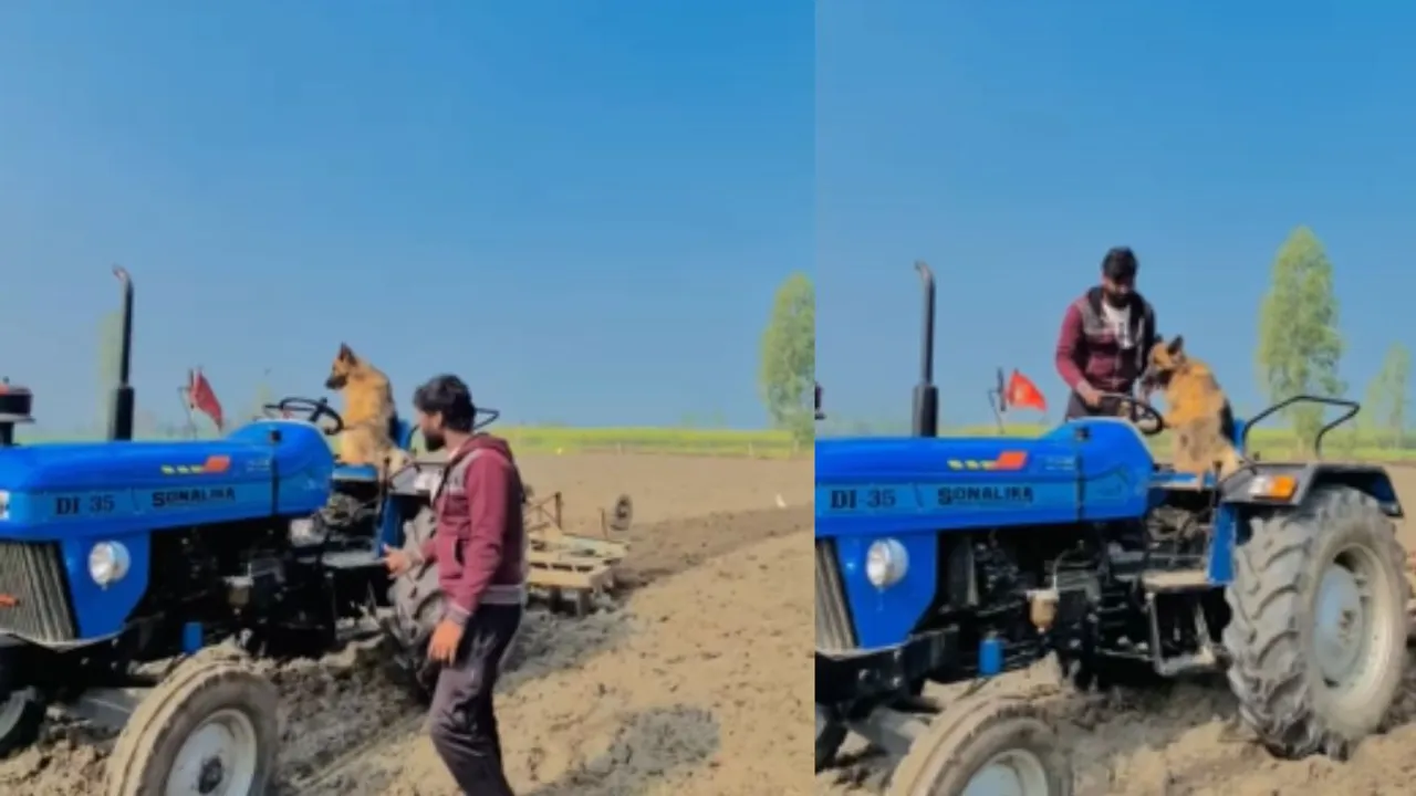 dog drive tractor viral video