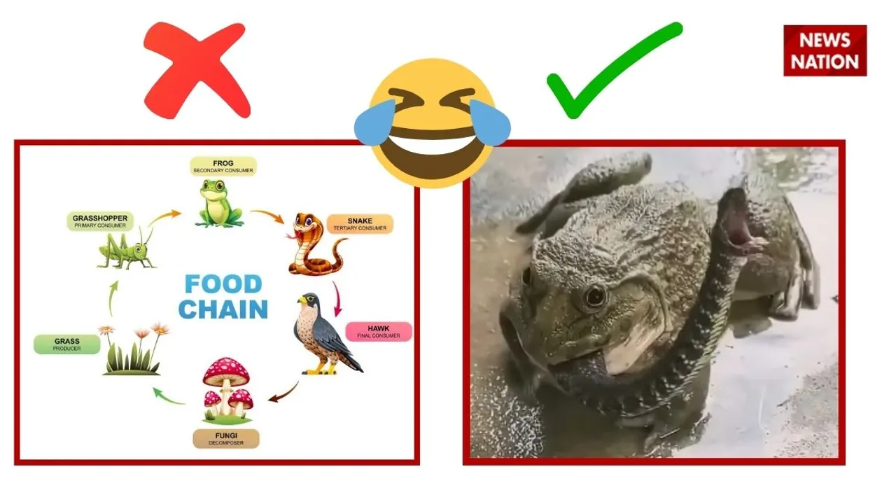 viral frog kills snake