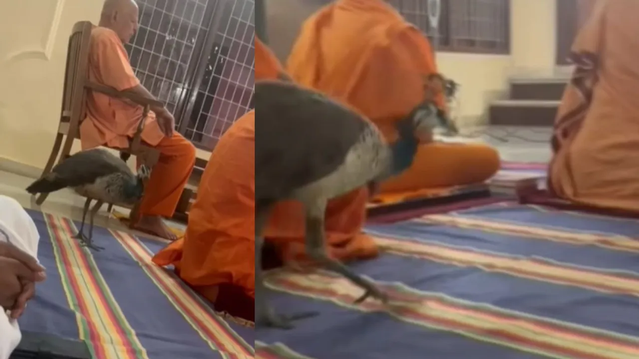 viral video peocock