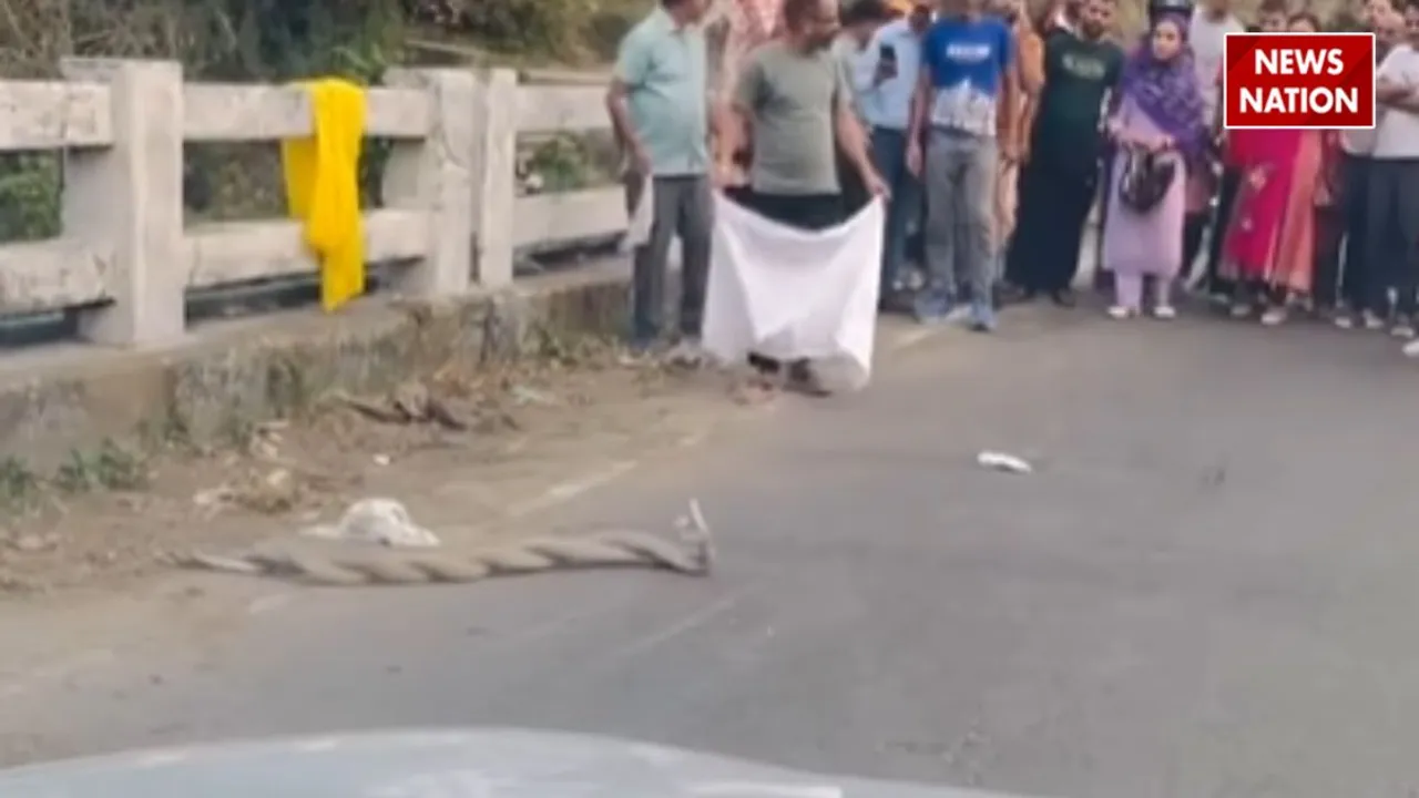 viral snake videos