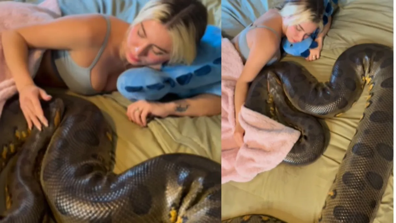 viral python video sleeping