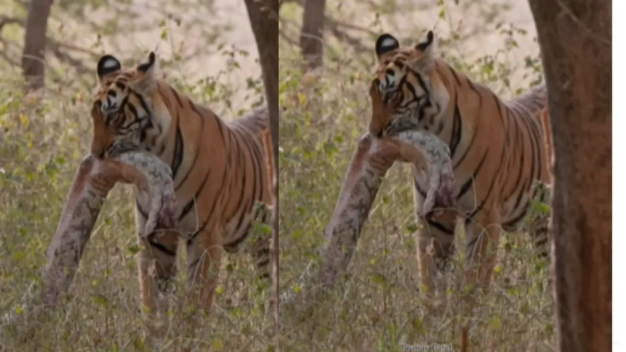 viral tiger killed python