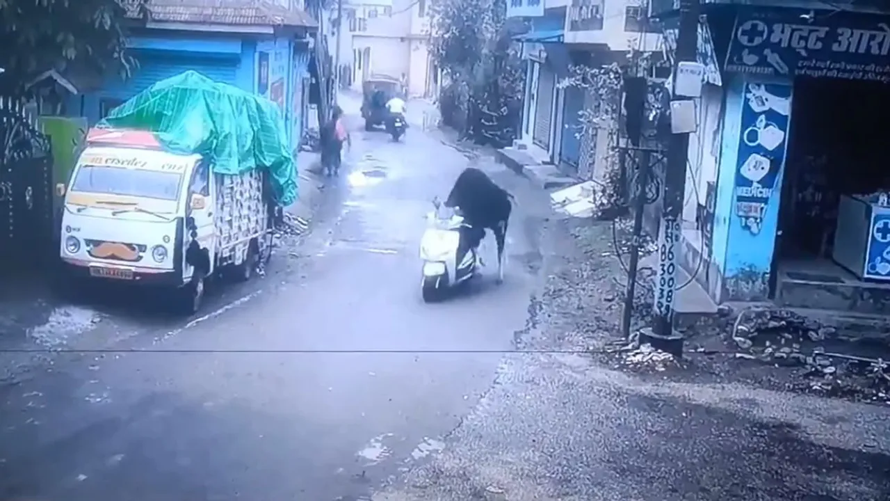 bull riding scooty