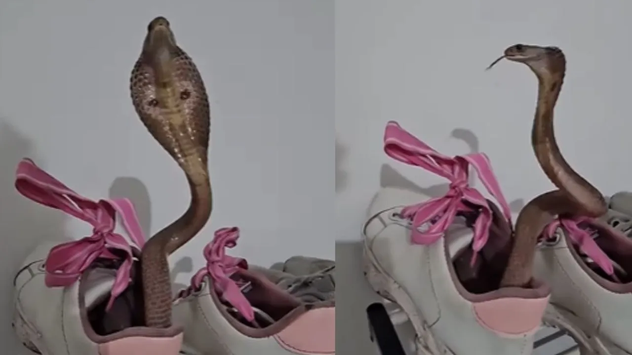 snake viral video on social