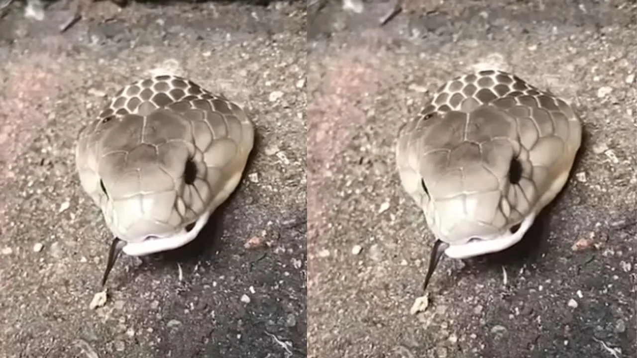snake headed video viral 