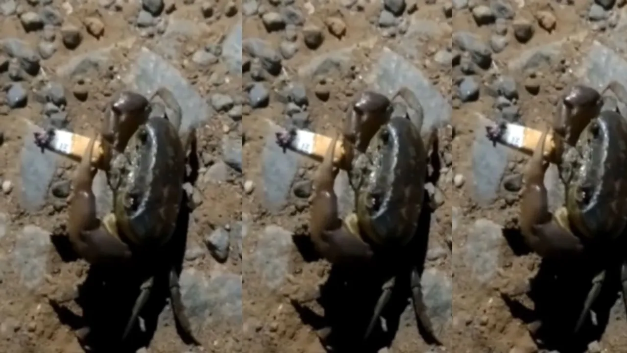 viral crab news video