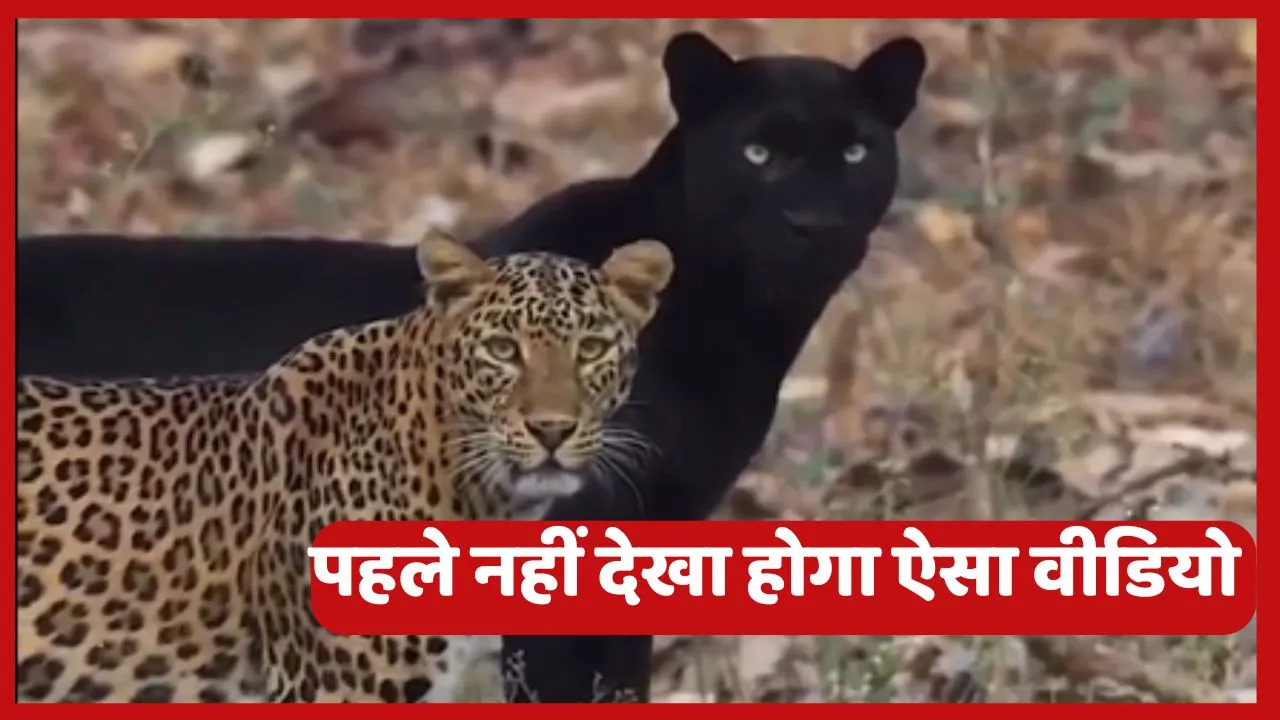 Leopard and Black Panther Viral Video
