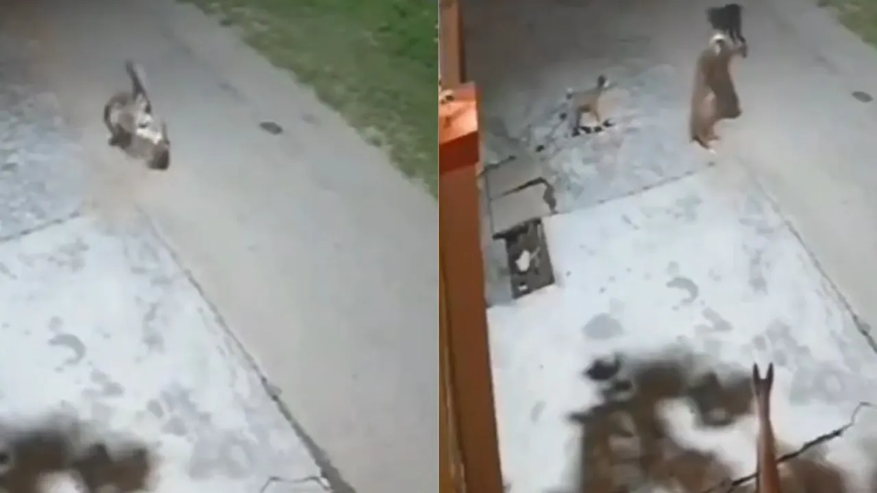 leopard attacks dog