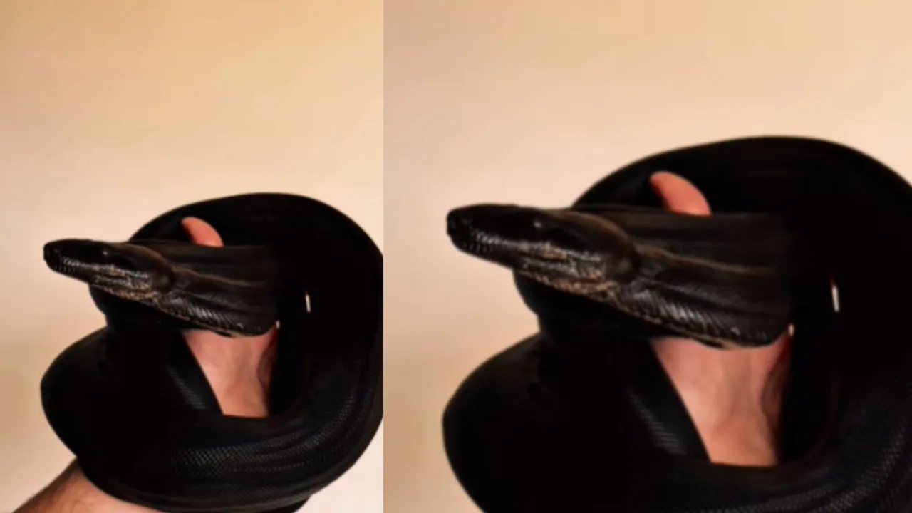 VIRAL SNAKE VIDEO 