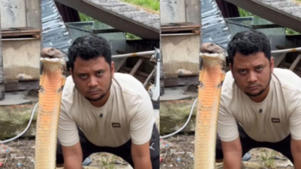 Cobra wildlife video