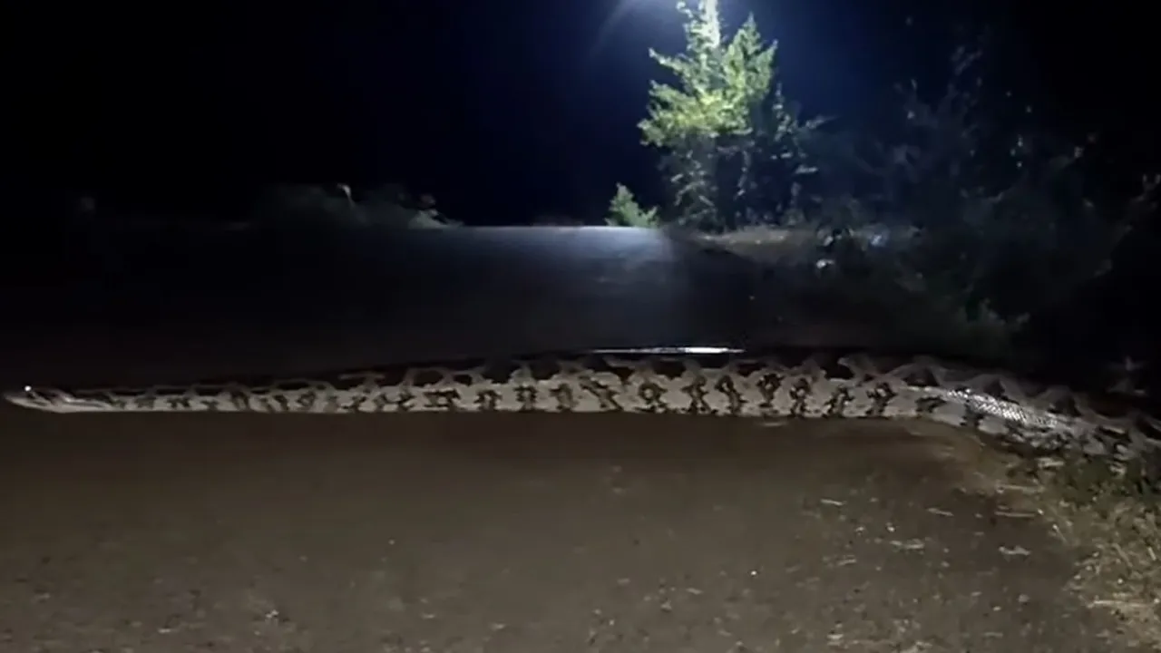 rcok python snake video