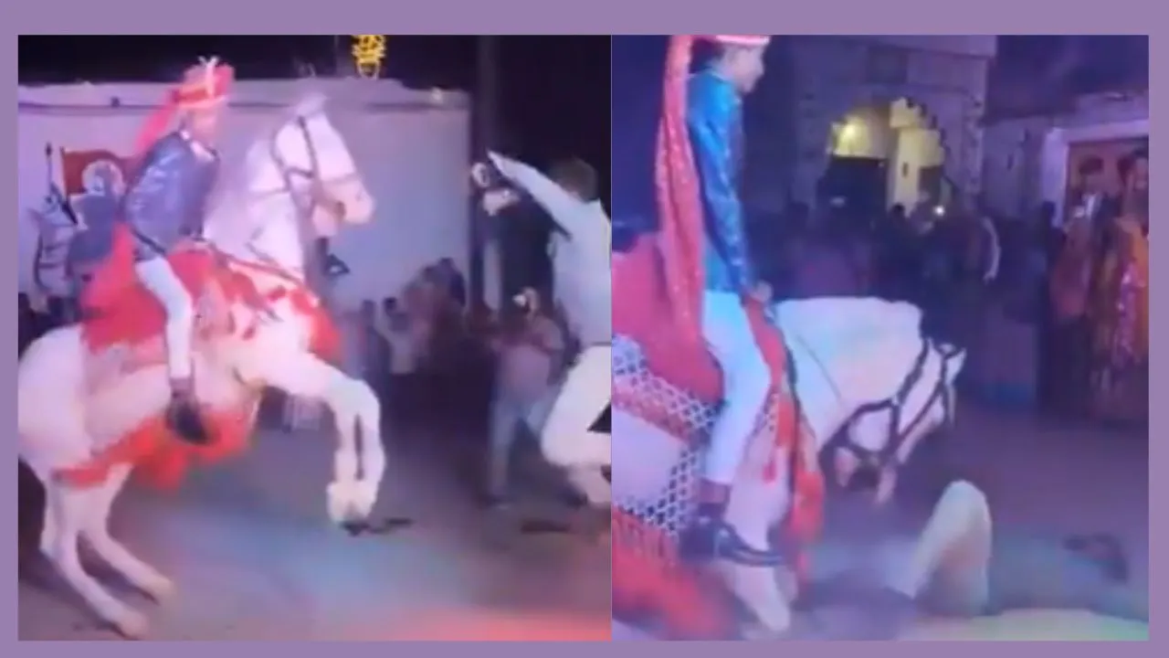 Horse Dance Video Viral