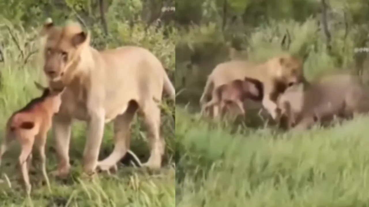viral video wildlife attack