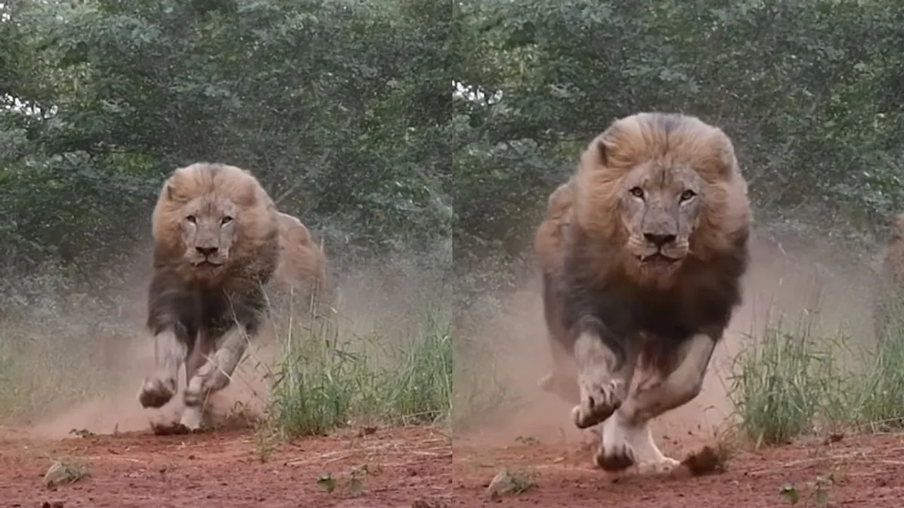 groups of lion viral video
