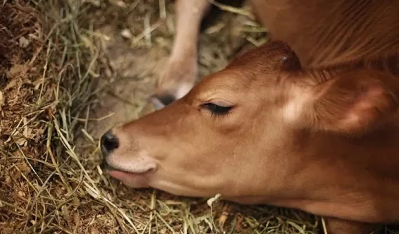 cow shot DEAD