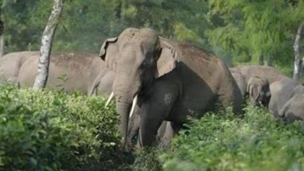 elephant