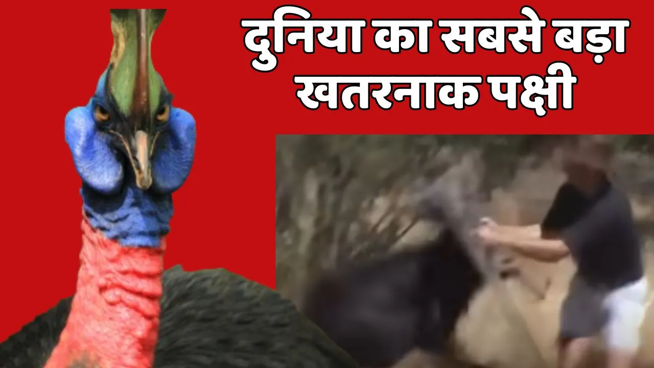 World Most Dangerous Bird