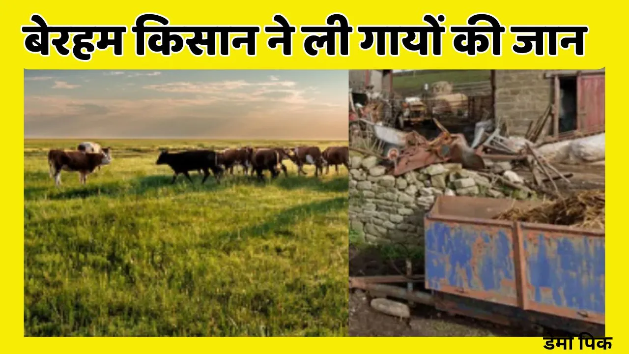 cow dead man left in mud