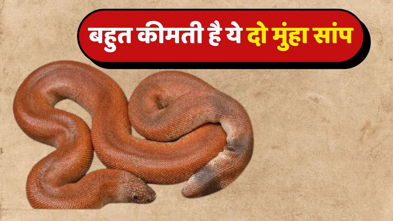 Sand Boa Rare Snake