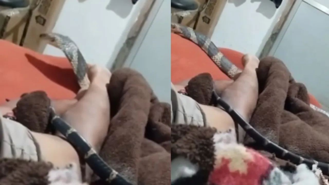viral video cobra snake