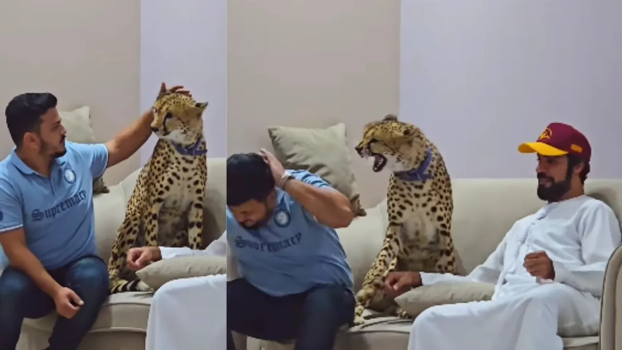 viral video cheetah