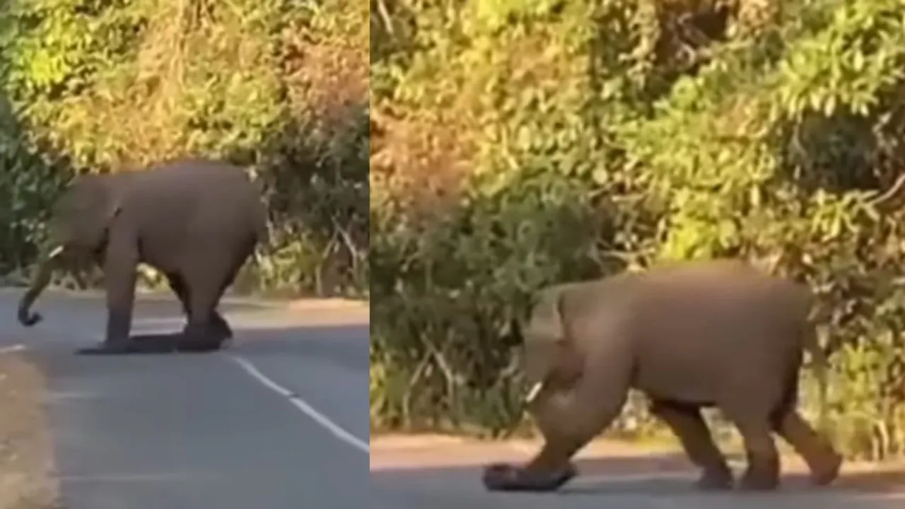 VIRAL ELEPHANTS ATTACK