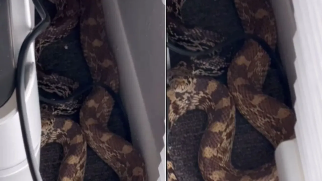 snake videos