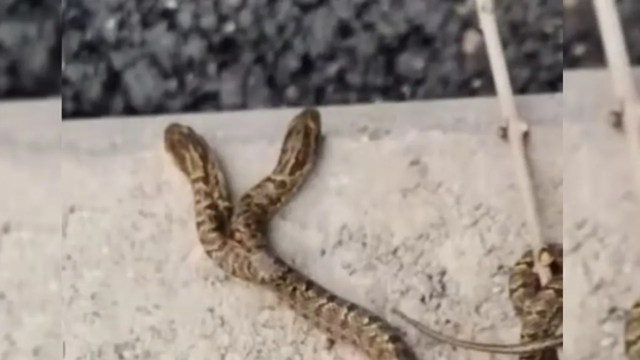 two head snake video