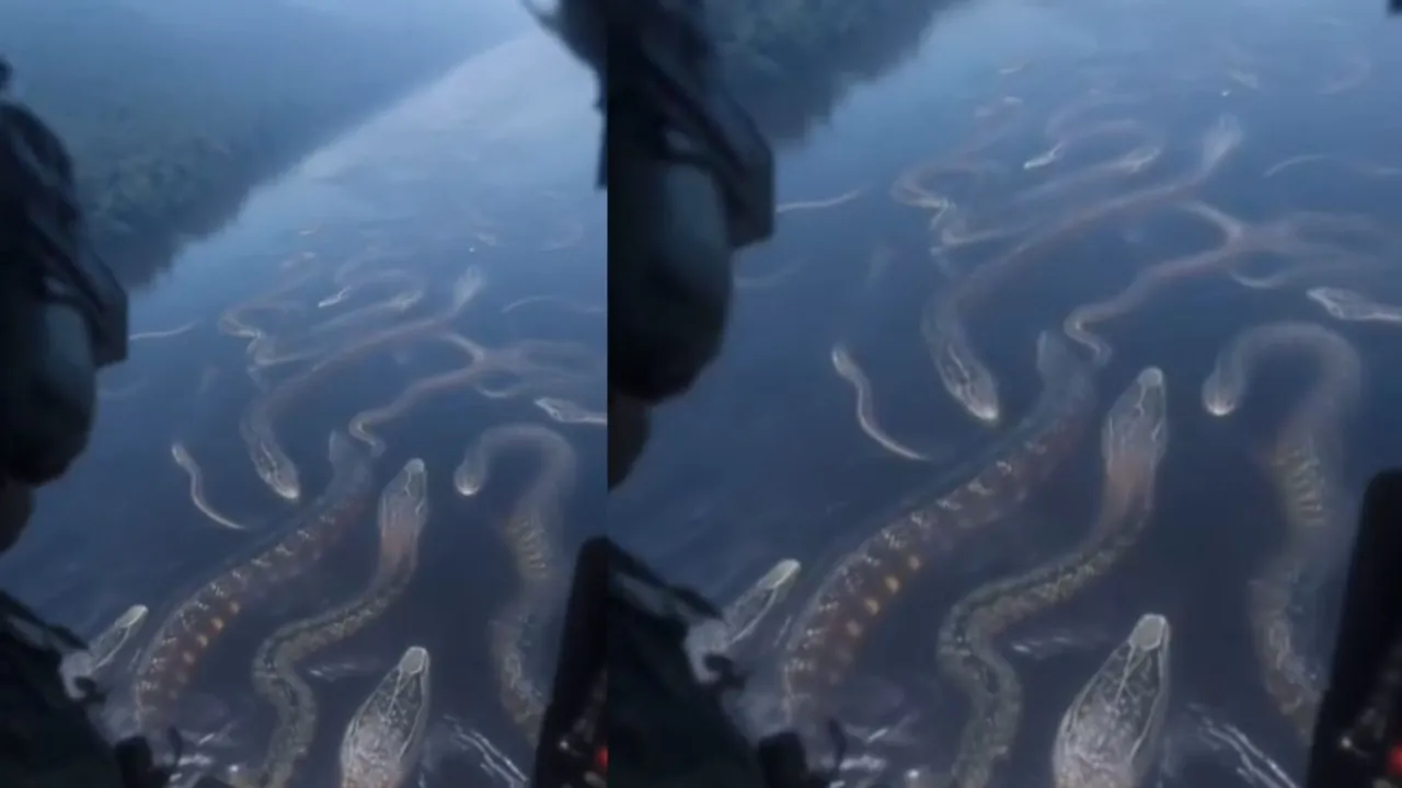 Anaconda River viral video