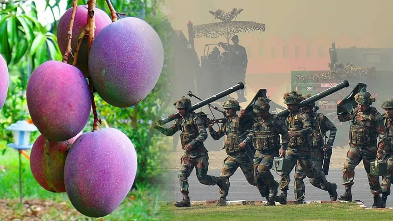 Miyazaki mangoes