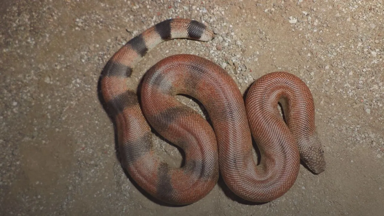 red sand boa viral video