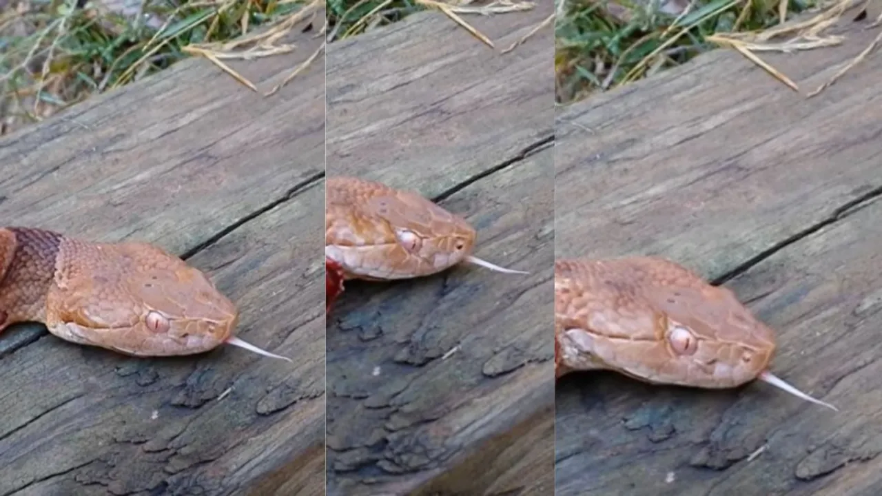 snake videos viral