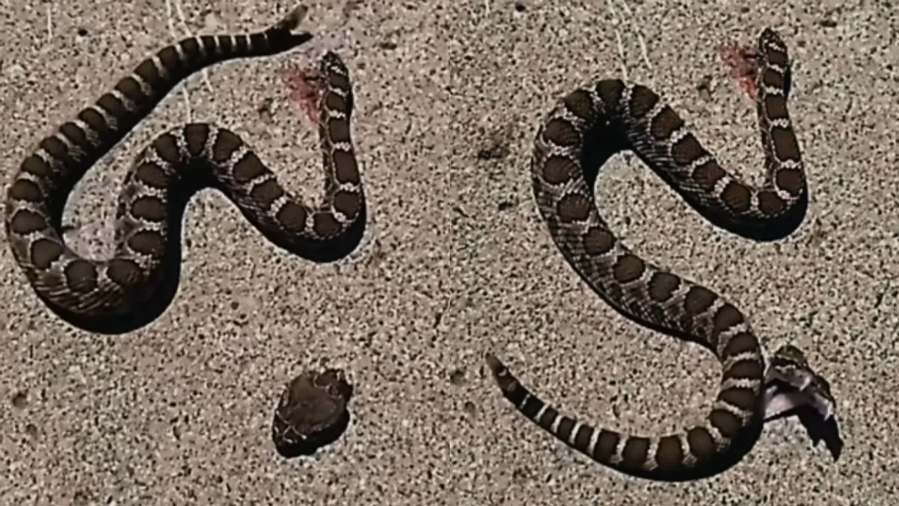 headless snake video