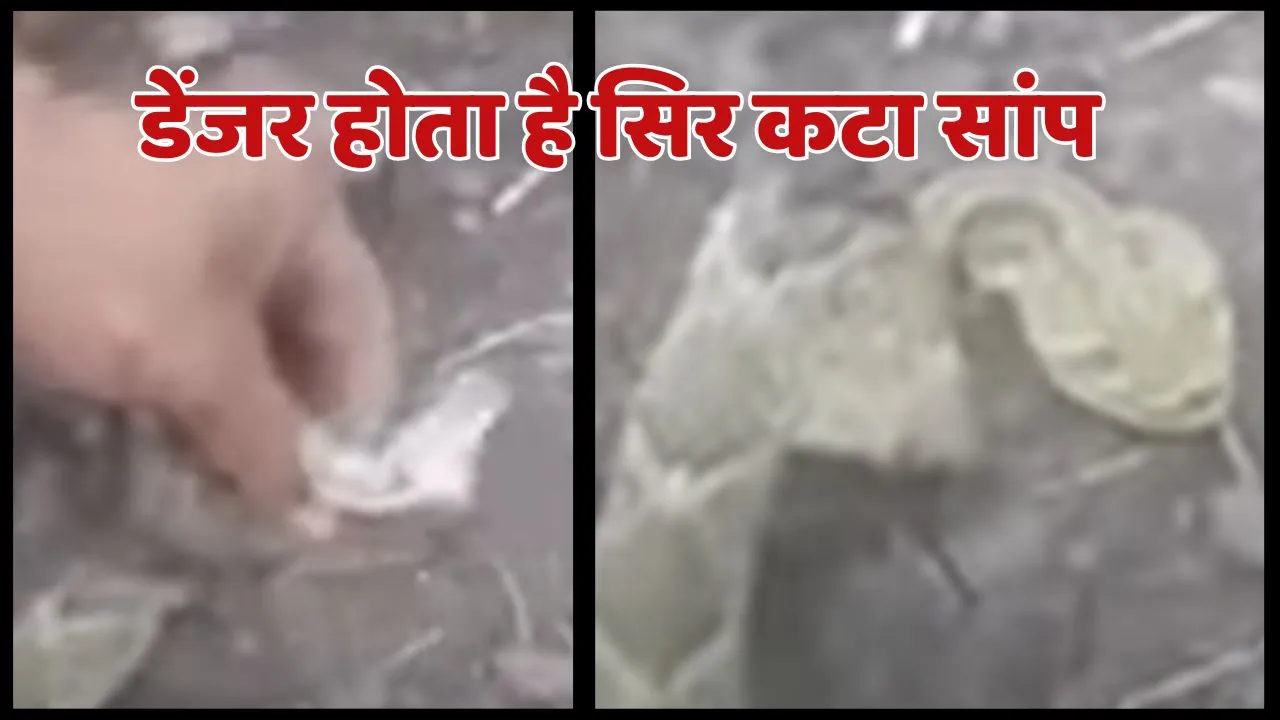 Snake Cut Head Viral