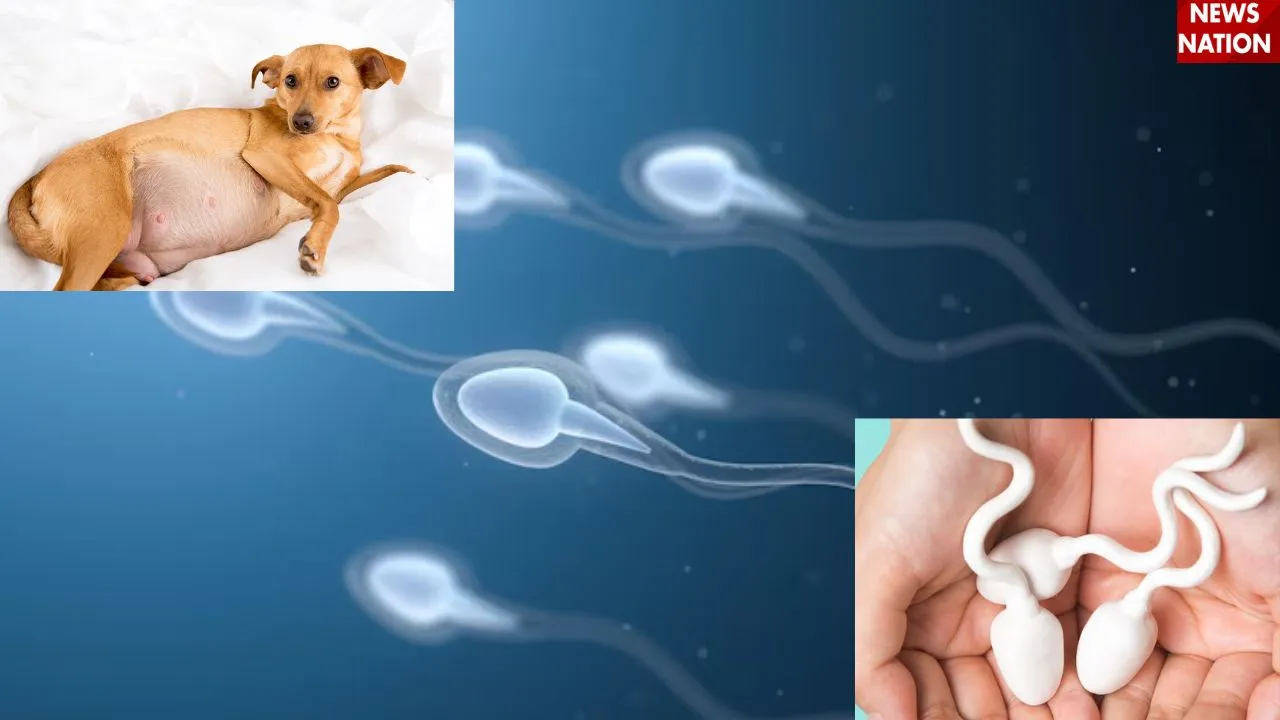  Sperm से जानवर हो सकता है प्रेग्नेंट